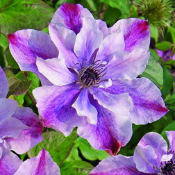 ����  �������� ������������ ����� ����, ������ �� 1699 ���