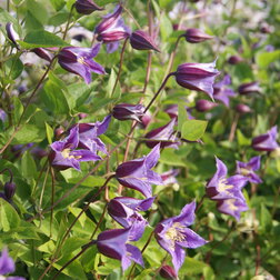 ����  �������� ������������ ����� ������, ������ �� 1699 ���