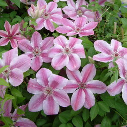 ����  �������� ��������������� ������, ������ �� 1339 ���