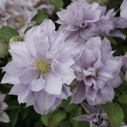 ����  �������� ��������������� ����������, ������ �� 1699 ���