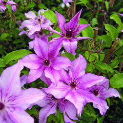 ����  �������� ��������������� ��������, ������ �� 1699 ���