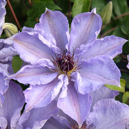 ����  �������� ��������������� ��������, ������ �� 1699 ���