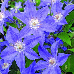 ����  �������� ��������������� ��� �������, ������ �� 1699 ���