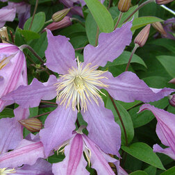 ����  �������� ��������������� ��� ����, ������ �� 1699 ���