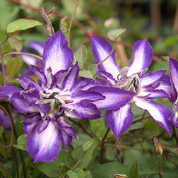 ����  �������� ��������������� ����� ���� (1-�����), ������ �� 1269 ���