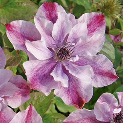 ����  �������� ��������������� ����� ���� (1-�����), ������ �� 1269 ���