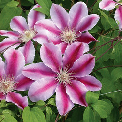 ����  �������� ��������������� ��� ������� (1-�����), ������ �� 599 ���