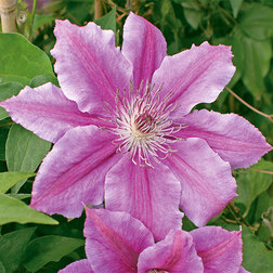 ����  �������� ��������������� ������� (1-�����), ������ �� 599 ���