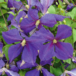 ����  �������� ��������������� (�����) ������� �������, ������ �� 599 ���