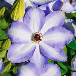 ����  �������� ��������������� ���� ����� (1-�����), ������ �� 599 ���