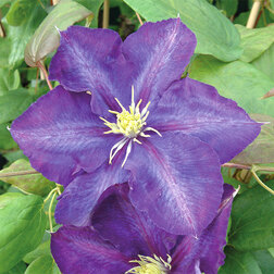 ����  �������� ��������������� ���� ����� ������ (1-�����), ������ �� 599 ���