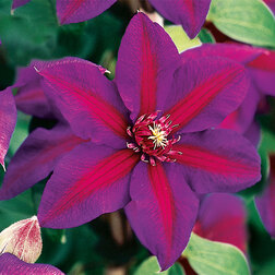 ����  �������� ��������������� ������ �.������� (1-�����), ������ �� 599 ���