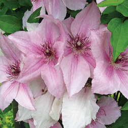 ����  ������� ��������� ���������������� ���� �������, ������ �� 599 ���