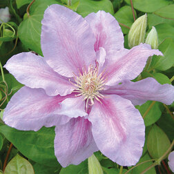 ����  �������� ��������������� ������ ���� (1-�����), ������ �� 599 ���