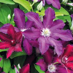 ����  �������� ��������������� ������ (1-�����), ������ �� 599 ���