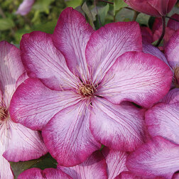 ����  �������� ��������������� ������� (1-�����), ������ �� 1269 ���