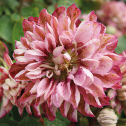 ����  �������� ��������������� ���� ���� (1-�����), ������ �� 1269 ���