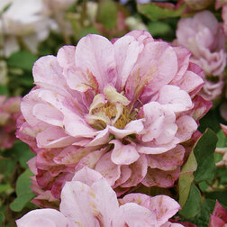 ����  �������� ��������������� ��� ���� (1-�����), ������ �� 1269 ���