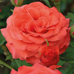 ����  ���� �����-��������� ���������, ������ �� 499 ���