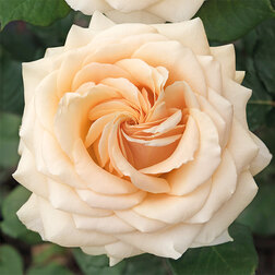 ����  ���� �����-��������� �����, ������ �� 499 ���