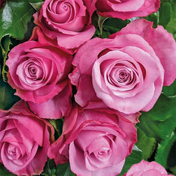 ����  ���� �����-��������� ��� ����, ������ �� 499 ���