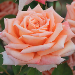 ����  ���� �����-��������� �������, ������ �� 499 ���