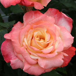 ����  ���� �����-��������� �����, ������ �� 499 ���