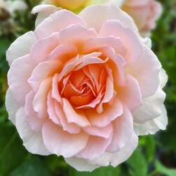 ����  ���� �����-��������� ������ �����, ������ �� 499 ���