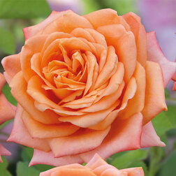 ����  ���� �����-��������� ���������, ������ �� 499 ���