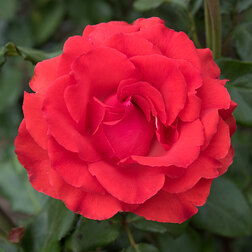 ����  ���� �����-��������� �������, ������ �� 499 ���