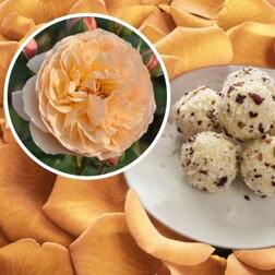 ����  ���� �������� ������ ����� (���������� �����), ������ �� 1579 ���