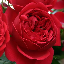 ����  ���� ������ ���������� ��� �� ���������, ������ �� 699 ���