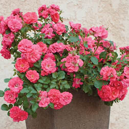 ����  ���� ����� ���������� ����� �����, ������ �� 719 ���