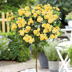 ����  ���� ��������� ����������� ��������� (����� 45), ������ �� 1870 ���