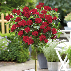 ����  ���� ��������� ���������� ������ ��� (����� 45), ������ �� 1870 ���