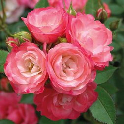 ����  ���� ��������� ����������� ���� ���� ���� (����� 45), ������ �� 1870 ���