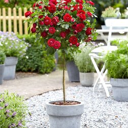 ����  ���� ��������� ����� (����� 60), ������ �� 2999 ���