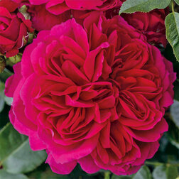 ����  ���� ������ �������� ����, ������ �� 699 ���