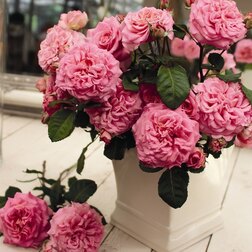 ����  ���� ������ �����-��������� ����, ������ �� 699 ���