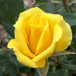 ����  ���� �����-��������� �������, ������ �� 499 ���