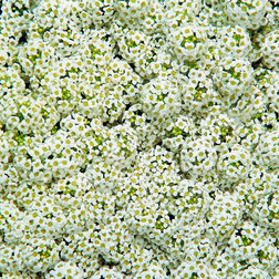 ����  ������� ���������� ���� (1��-5000��) ���������������� ������, ������ �� 1584 ���