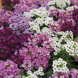 ����  ������� ���������� ���� (1��-5000��) ���������������� ������, ������ �� 1584 ���