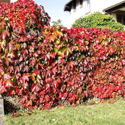 ����  �������� ��������������� (�������������) ������� ��������, ������ �� 994 ���