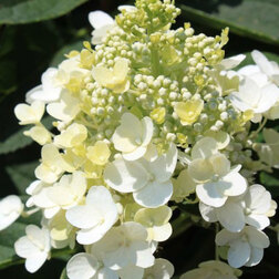 ����  ��������� ����������� ���� ���� (����� �����), ������ �� 799 ���