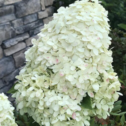 ����  ��������� ����������� �������� ���� ������ (����� �����), ������ �� 705 ���