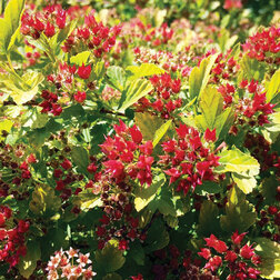 ����  ������������� ������������� �������� ������� (����� �����), ������ �� 663 ���