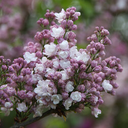 ����  ������ ������������ �������, ������ �� 595 ���