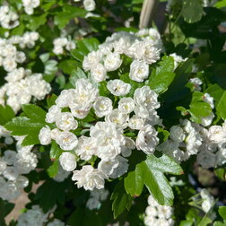 ����  ��������� ���������� ���� (�����), ������ �� 909 ���