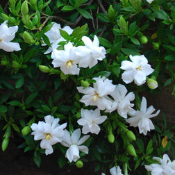 ����  �������� ������������� ��������, ������ �� 578 ���