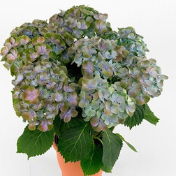 ����  ��������� �������������� �������� (�������), ������ �� 994 ���